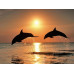 Diamond embroidery (set) Dolphins at sunset