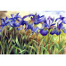 Diamond embroidery (set) Irises