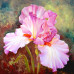 Diamond embroidery (set) Pink irises