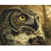 Diamond embroidery (set) Wise owl