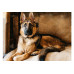 Diamond embroidery (set) German Shepherd