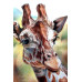 Diamond Embroidery (set) Giraffe Look