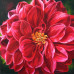 Diamond embroidery (set) Red dahlia