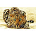 Diamond Embroidery (set) Fire leopard