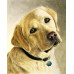 Diamond embroidery (set) Labrador