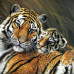 Diamond embroidery (set) Tenderness of the tigress