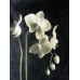 Diamond embroidery (set) Blooming orchid