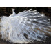 Diamond embroidery (set) White peacock
