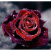 Diamond embroidery (set) Dew on a rose