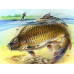 Diamond embroidery (set) Trophy carp