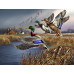 Diamond embroidery (set) Duck hunt