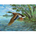 Diamond embroidery (set) Duck over the river