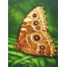 Diamond embroidery (set) Monarch butterfly