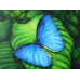 Diamond embroidery (set) Blue butterfly
