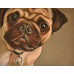 Diamond embroidery (set) Pug