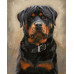 Diamond embroidery (set) Rottweiler