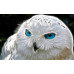 Diamond embroidery (set) White owl