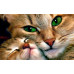 Diamond embroidery (set) Cat with kitten