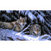 Diamond embroidery (set) Wolves in the snow