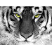 Diamond Embroidery (set) Tiger Look