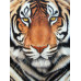Diamond Embroidery (set) Tiger