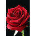 Diamond embroidery (set) rose bud