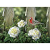 Diamond embroidery (set) Bird on garden roses