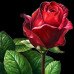 Diamond embroidery (set) scarlet rose