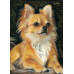 Diamond embroidery (set) Chihuahua