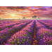 Diamond embroidery (set) lavender field