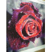 Diamond embroidery (set) Dew on a rose