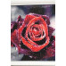 Diamond embroidery (set) Dew on a rose