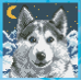 Diamond embroidery (set) husky